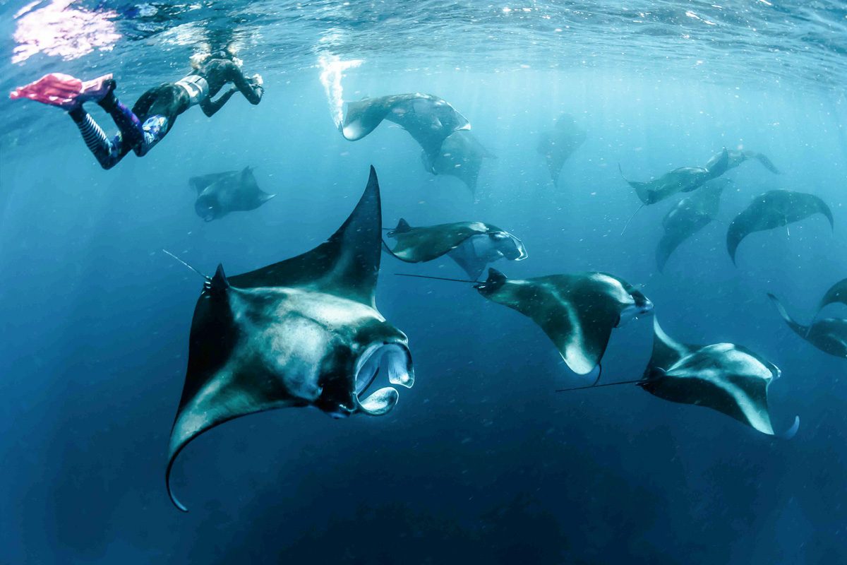 Manta Ray Bay