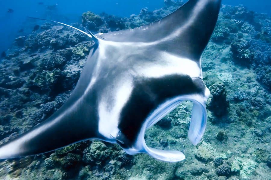 Manta Ray Bay