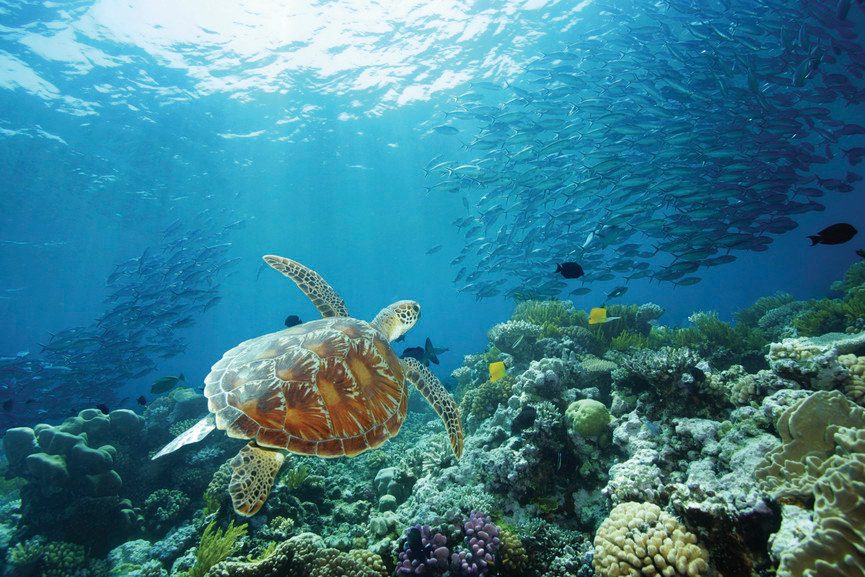 Hardy Reef