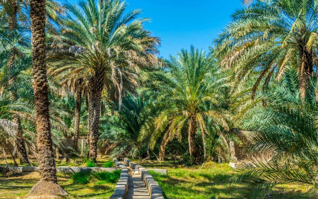 Al Ain Oasis Palm Groves