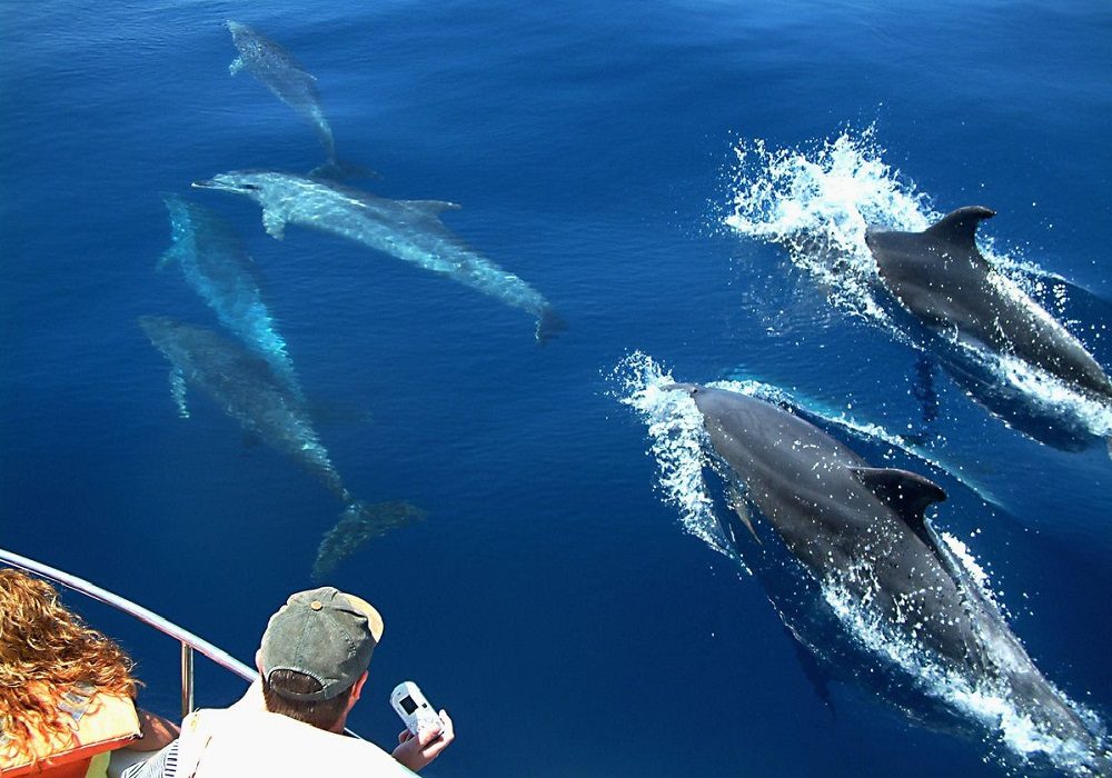 Tarifa Whale Watching Prices