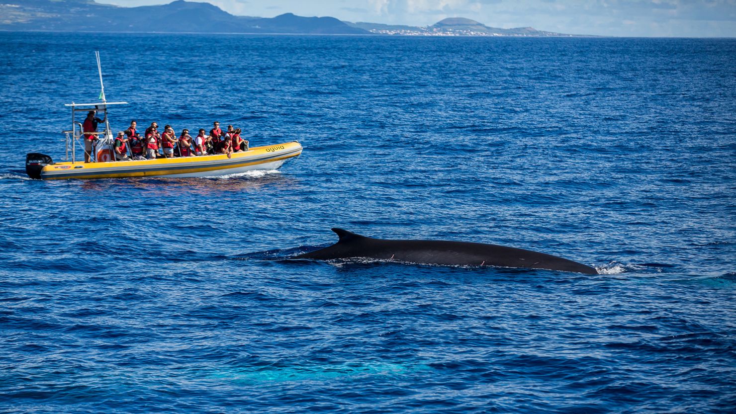 Pico Island Whale Watching Tour