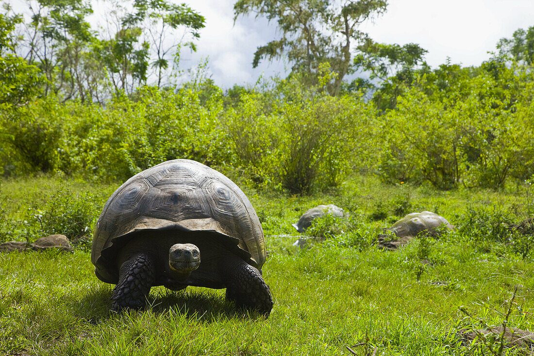 El Chato Tortoise Reserve
