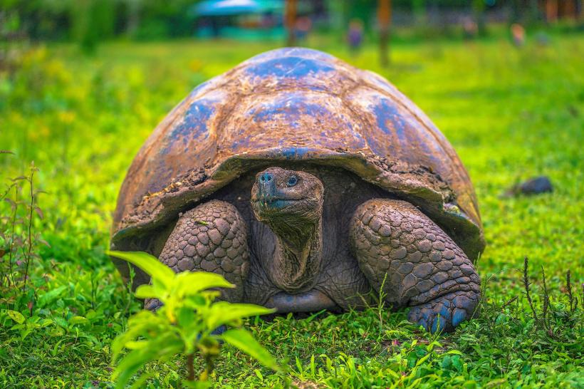 Galapagos Tours Without Snorkeling