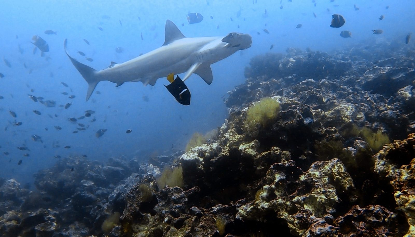 Galapagos Diving Tours