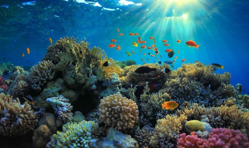 Fujairah Marine Life Coastline