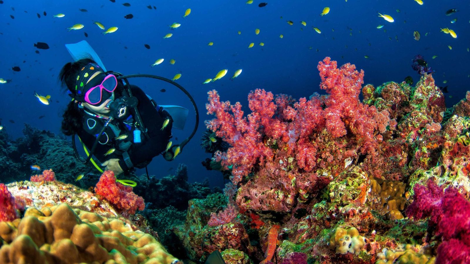 Coral Garden Shallow Zone