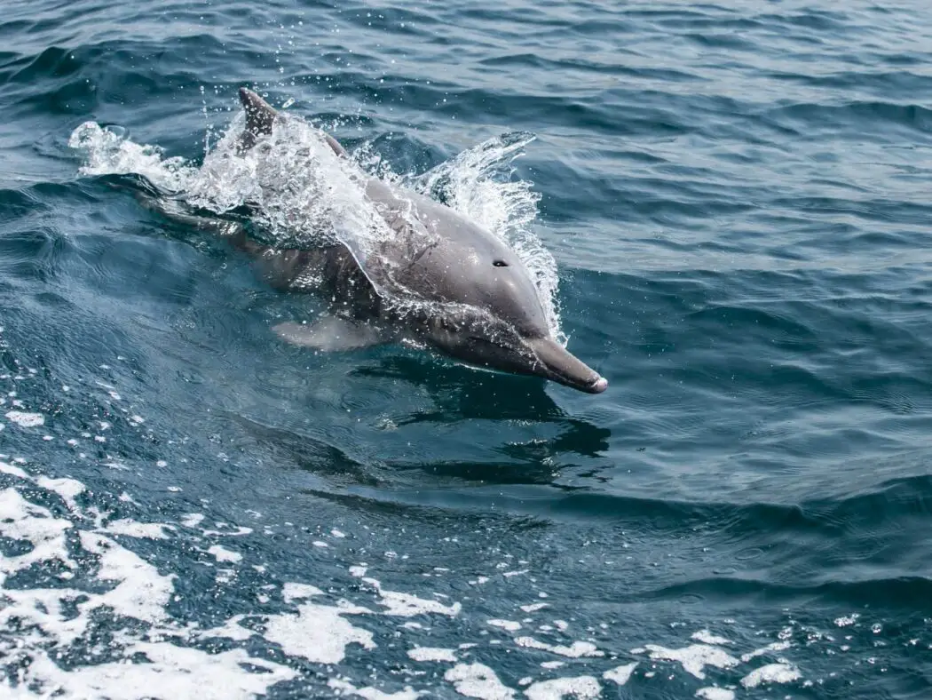 Dolphin Watching Bow