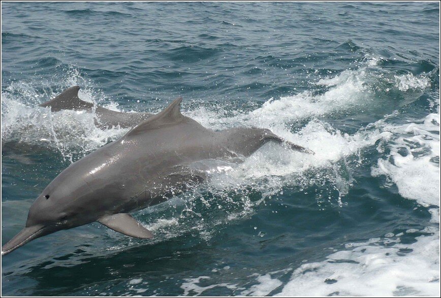 Dolphin Watching Deck