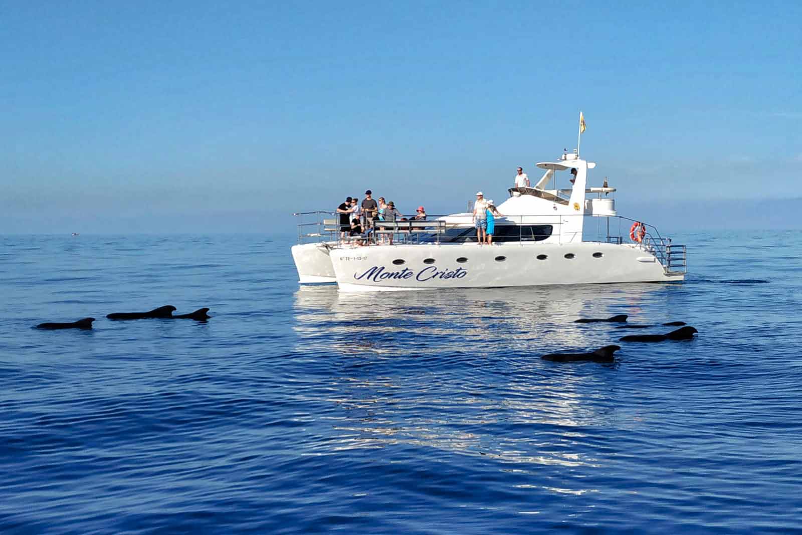 Los Gigantes Eco Whale Watching