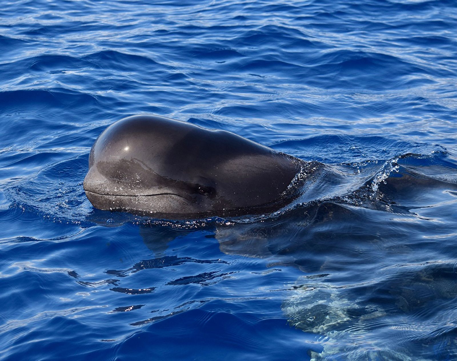 Marine Wildlife Search