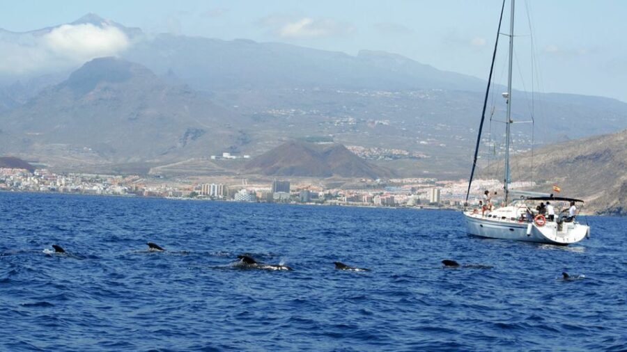 Los Gigantes Dolphin & Whale Watching Tour on a Pirate Boat