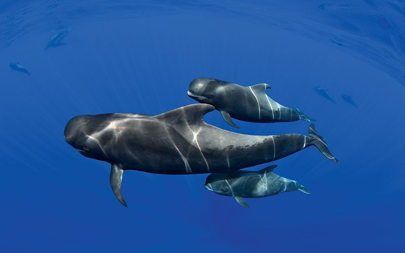 Marine Wildlife Search