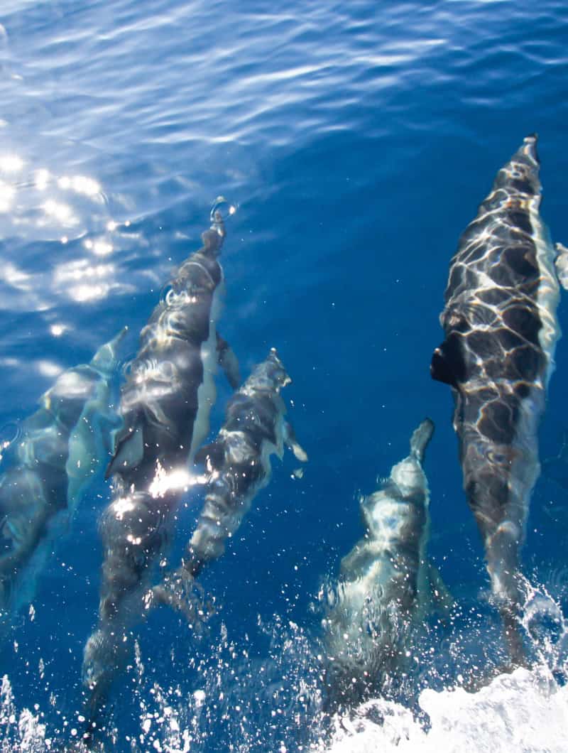 Los Gigantes Dolphin & Whale Watching Cruise With Swim Stop
