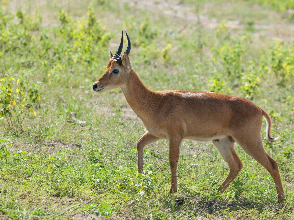 Chobe Antelope Species