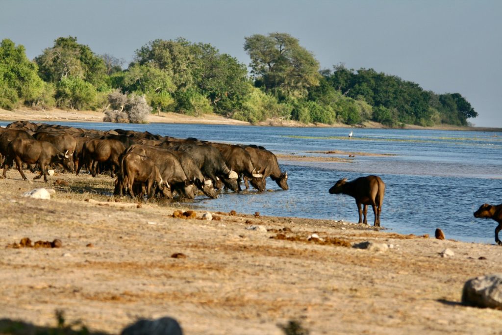 Cape Buffalo