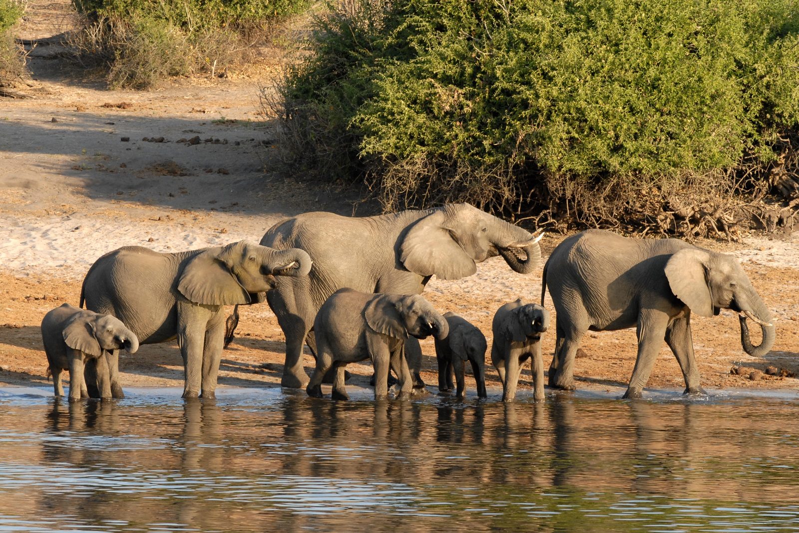 Chobe Elephant Herd
