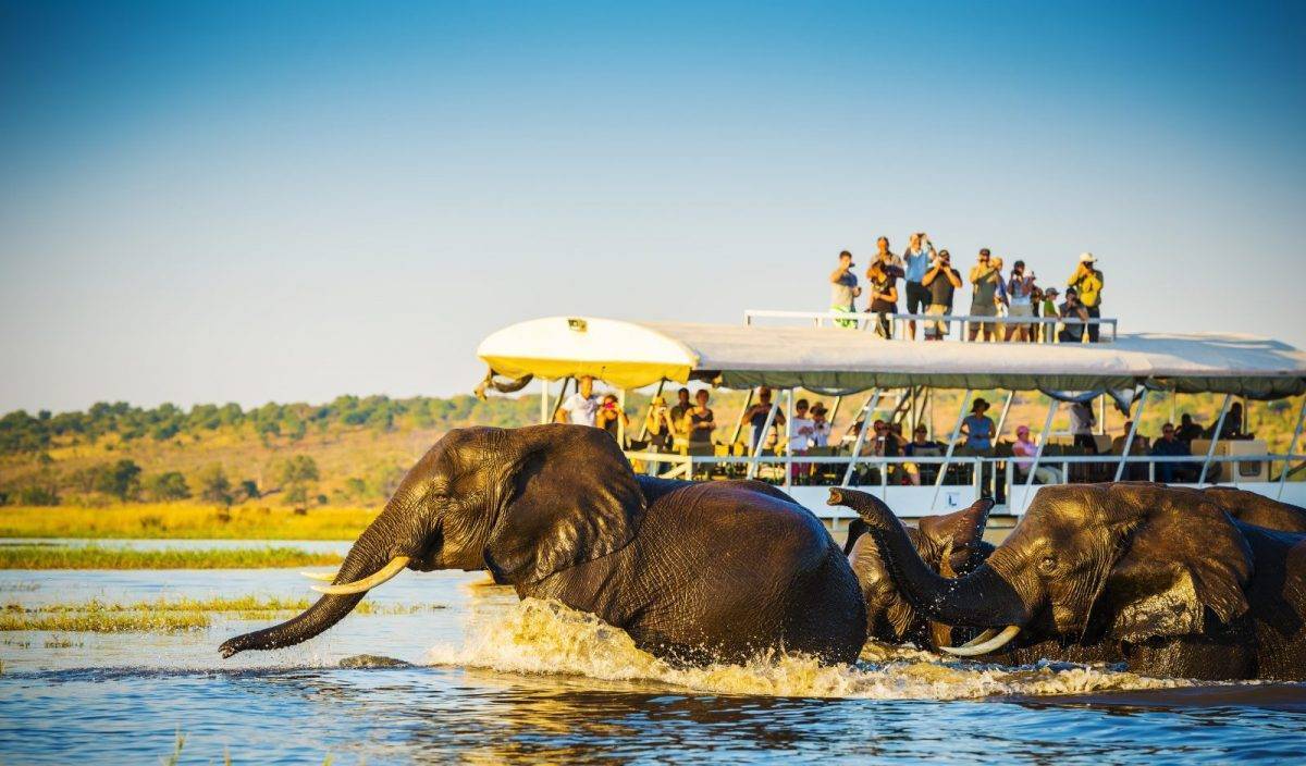 Chobe National Park Safari From Victoria Falls