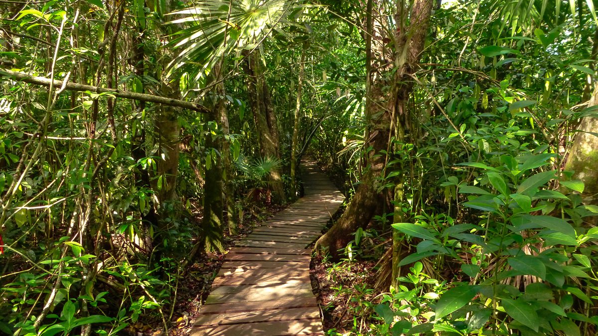 Wooden Boardwalk Path
