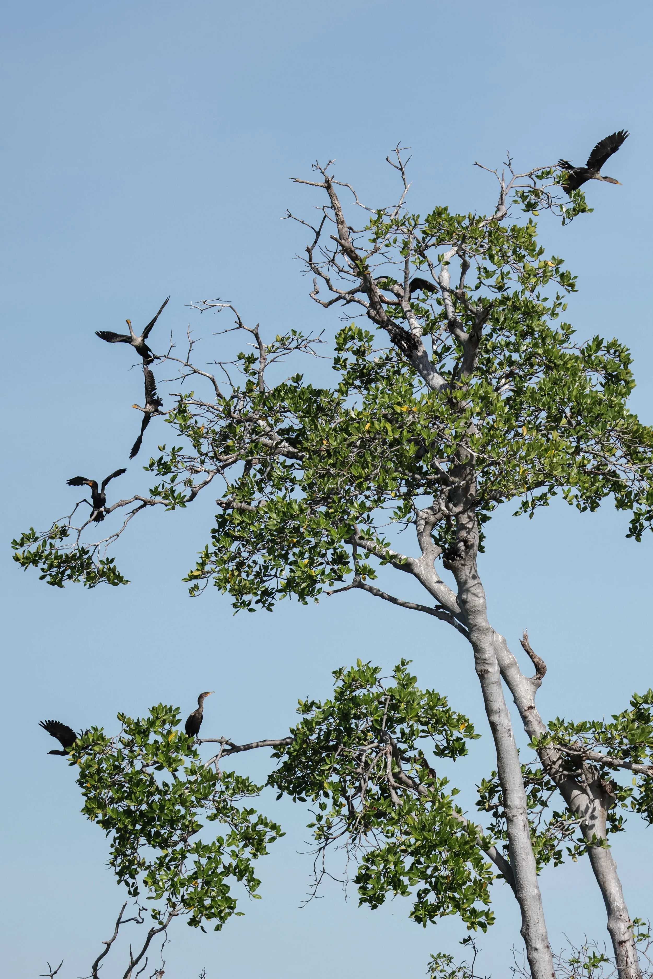 Cayo Culebras
