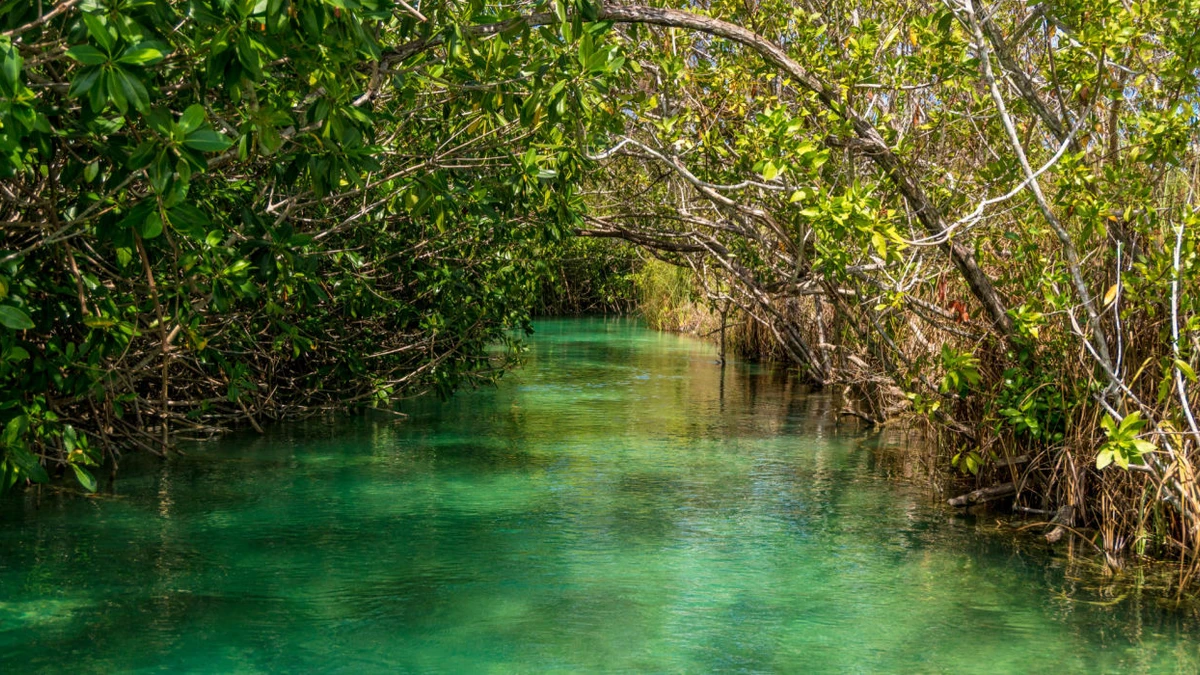 Ancient Mayan Canals
