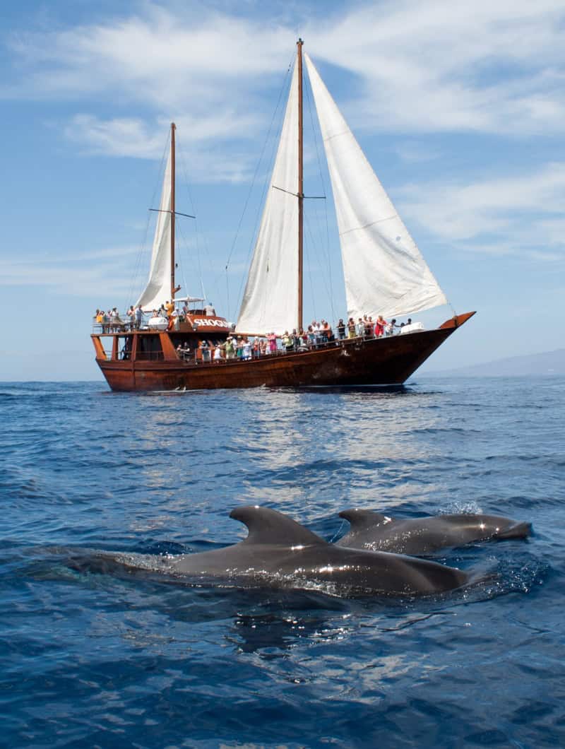 The Whale Watching Sanctuary