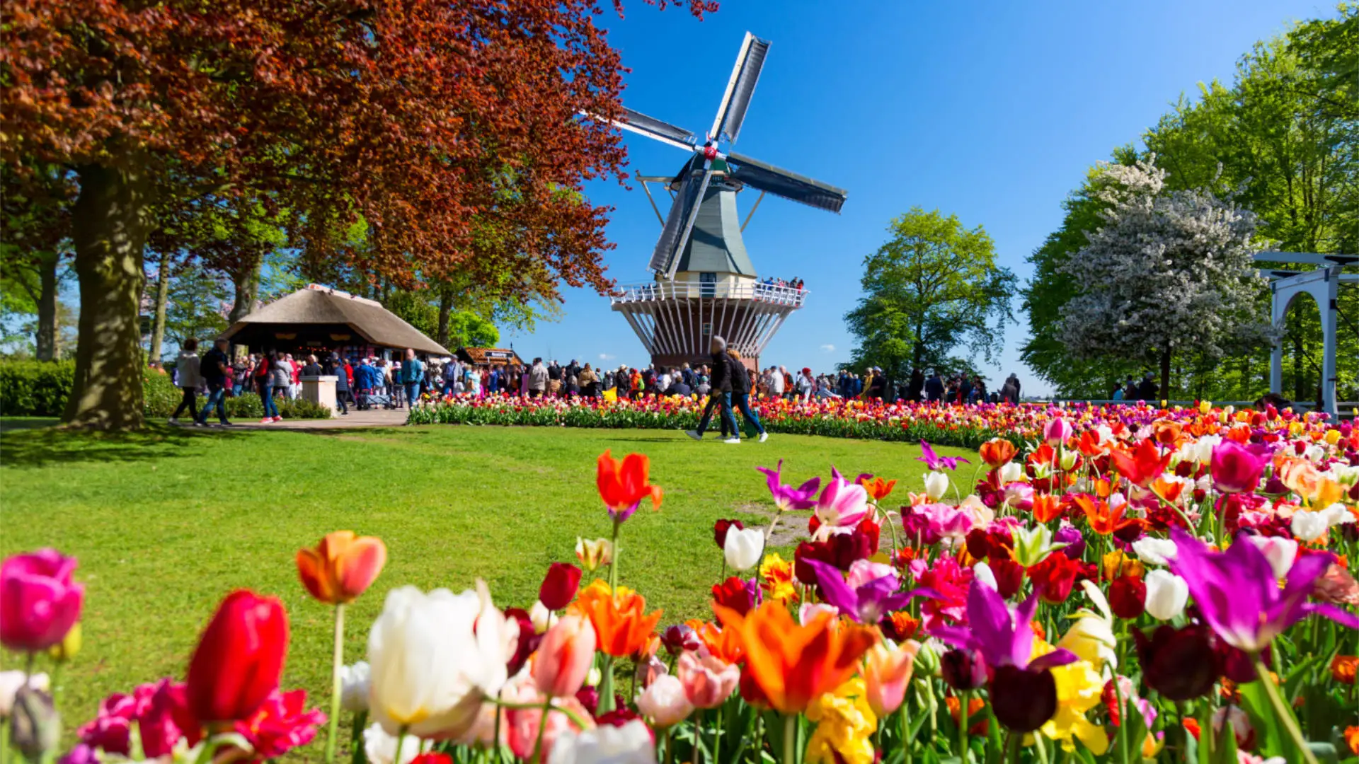 Keukenhof Private Tours