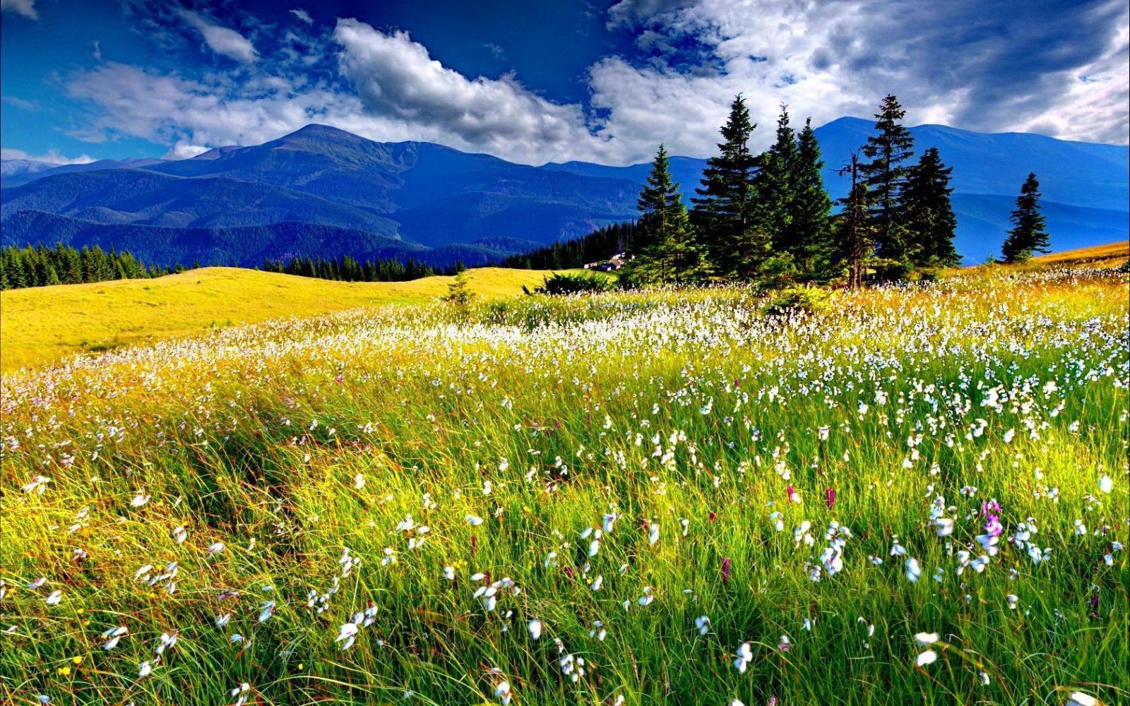 Spring Meadow