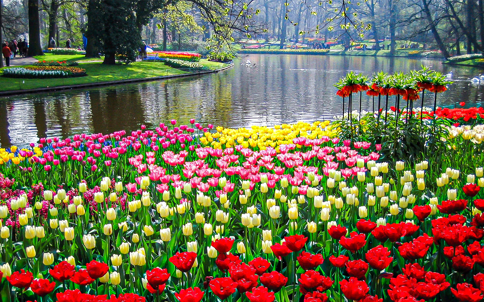 Keukenhof Tulip Fields