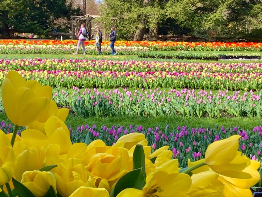 Tulip Mania Display