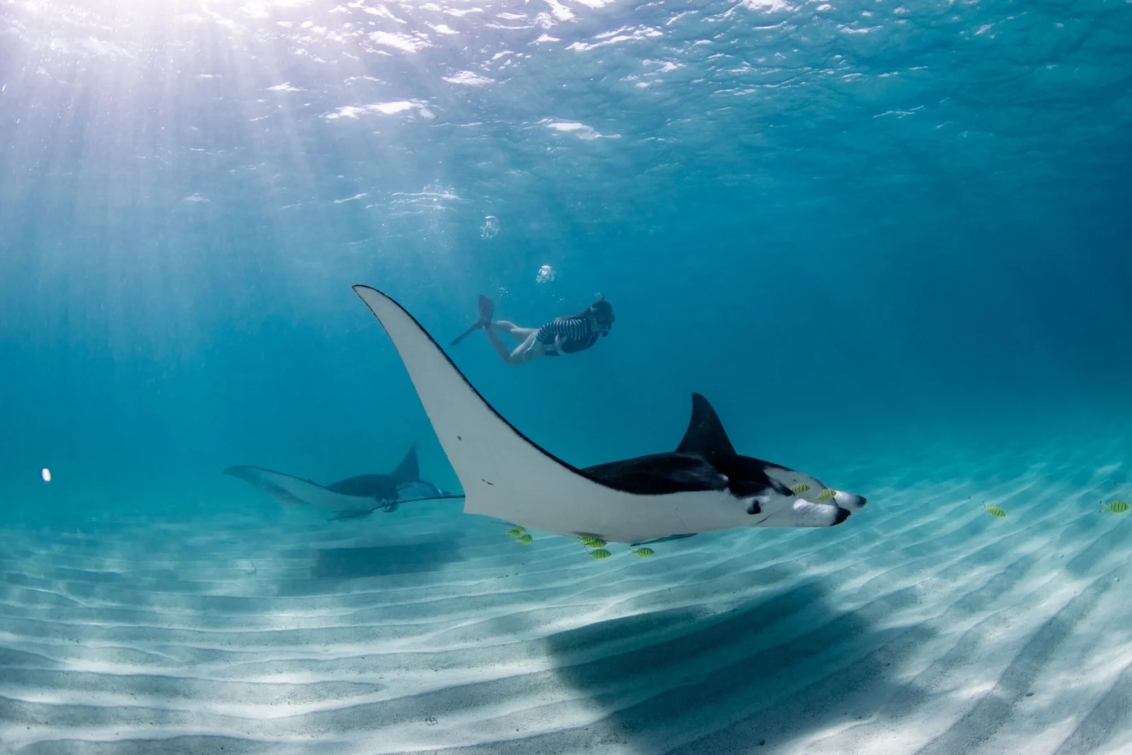 Manta Point Waters