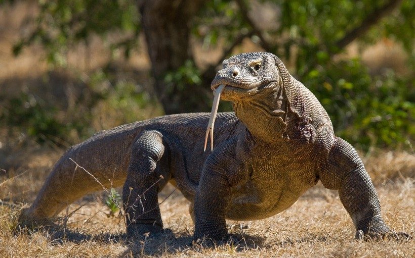 Komodo Dragon Observation Area