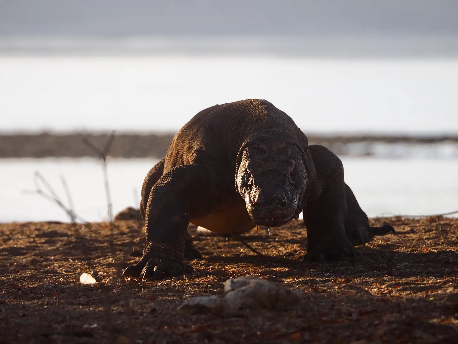 Komodo Boat Trip From Labuan Bajo