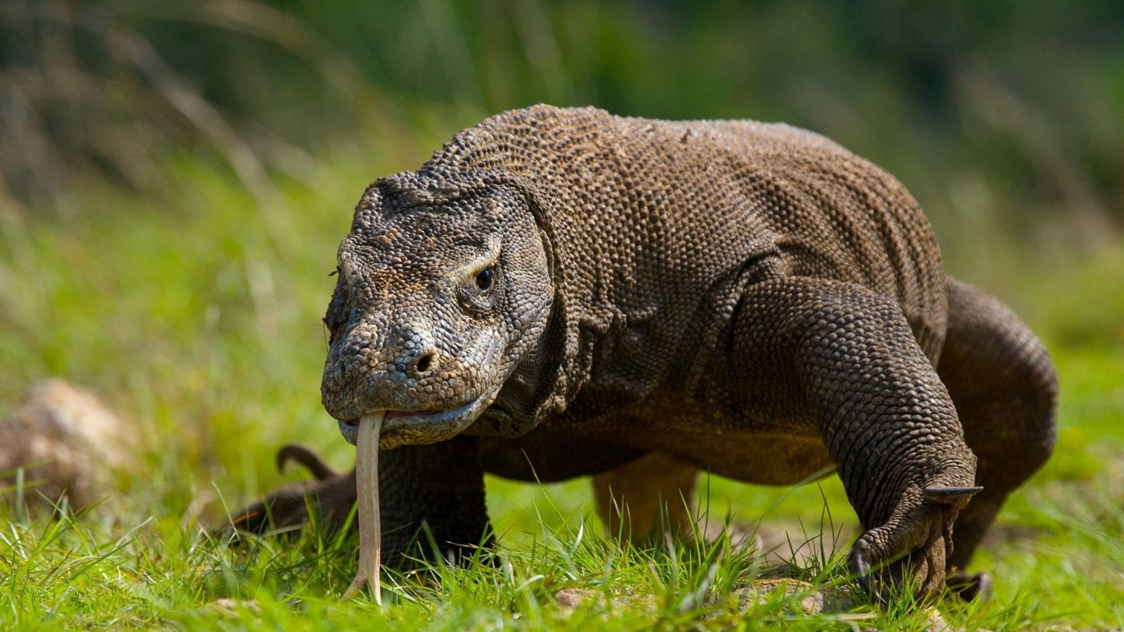 Komodo Island