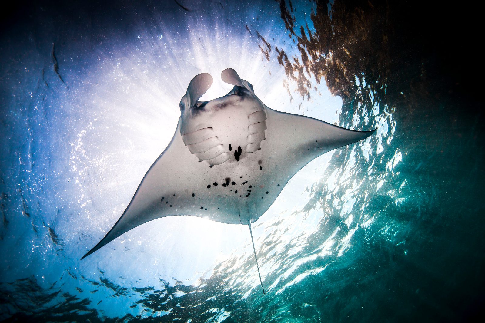 Manta Point