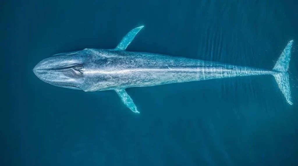 Whale and Dolphin Spotting