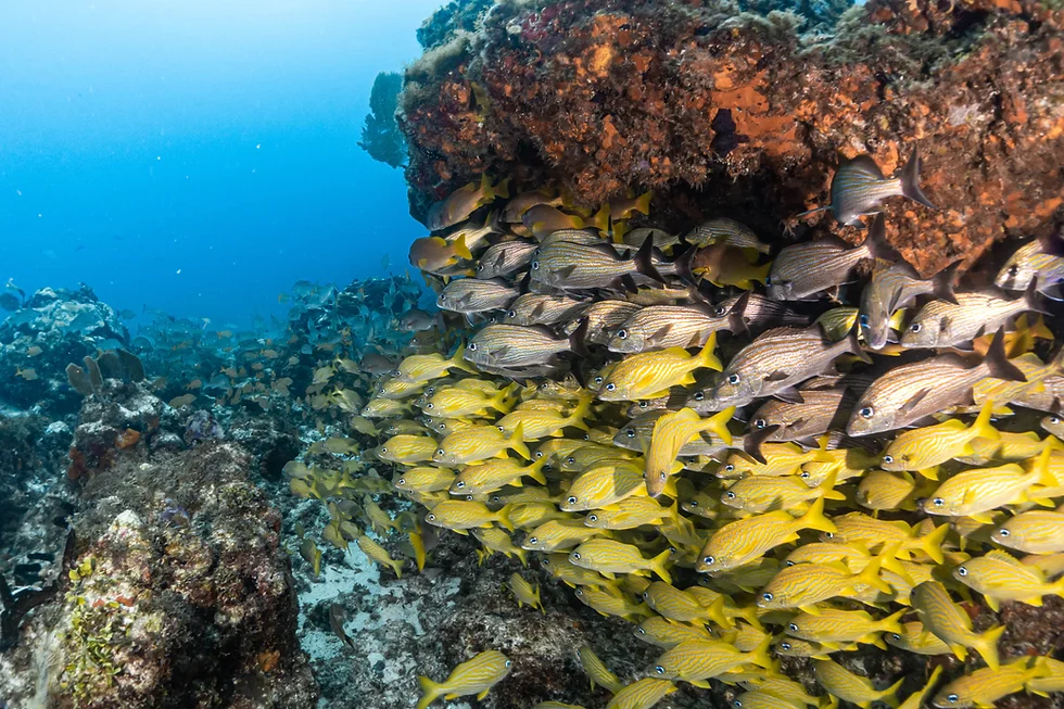 Manchones Reef