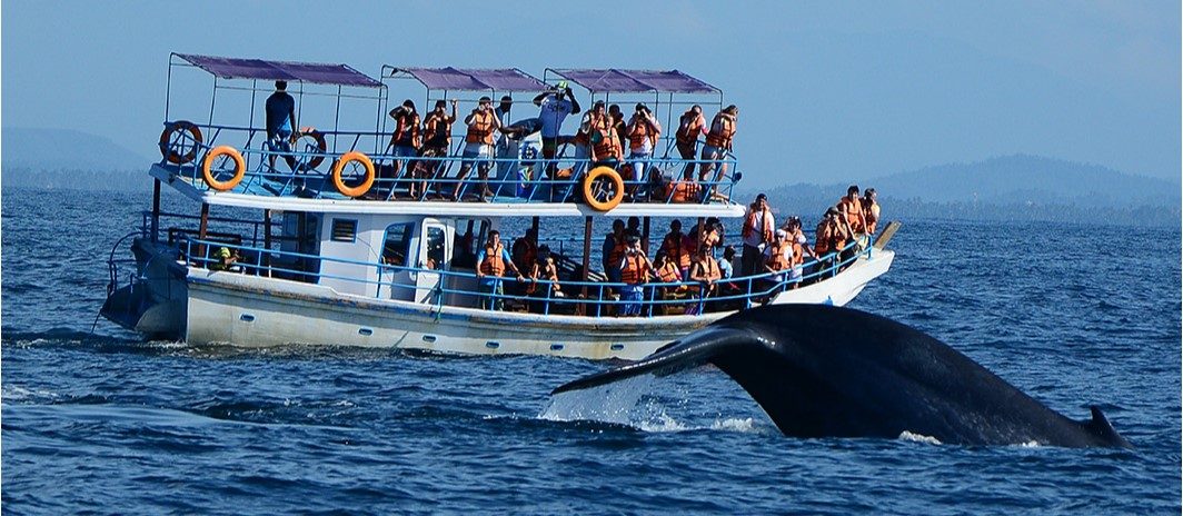 Trincomalee Whale and Dolphin Watching