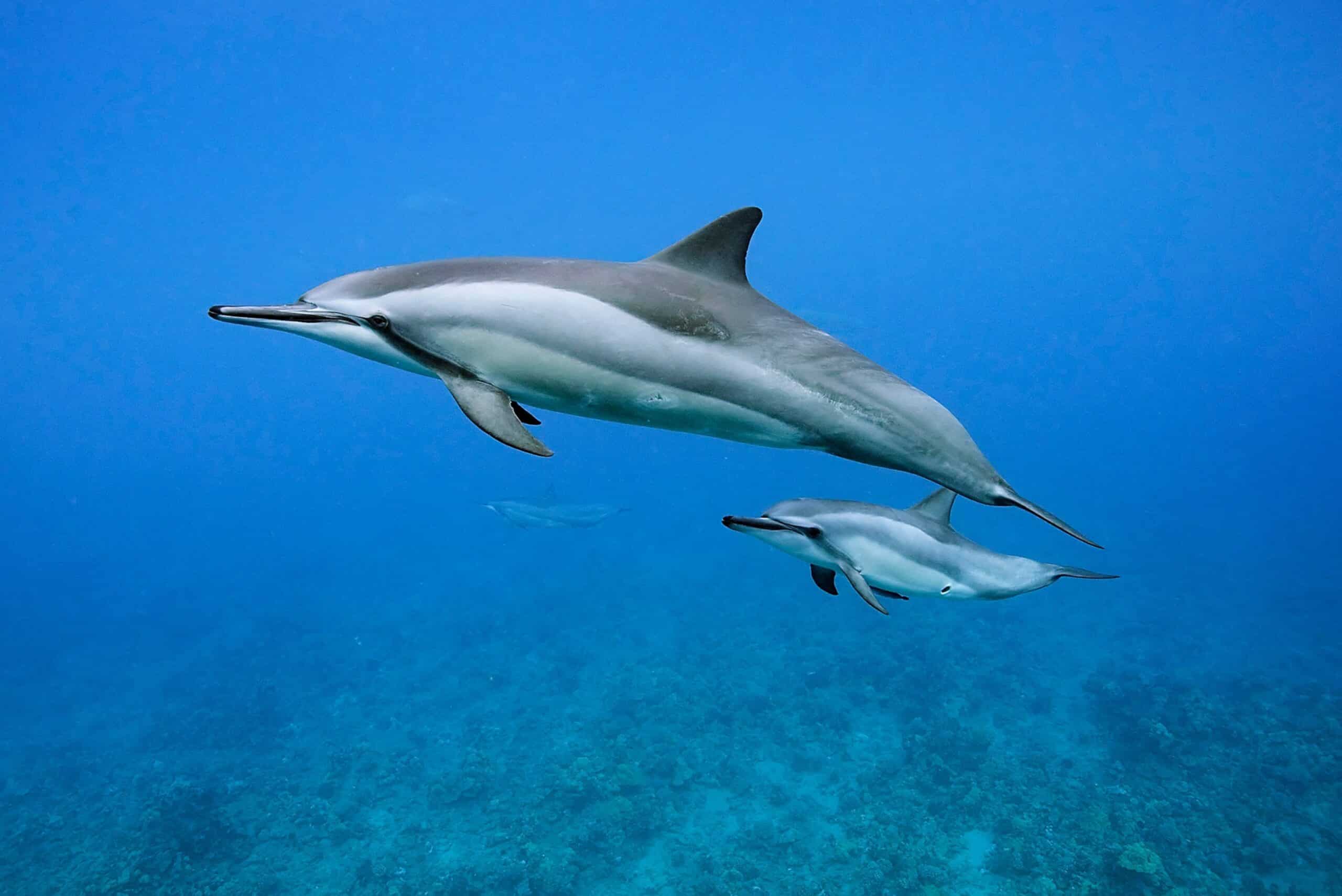 Spinner Dolphin Pod Area