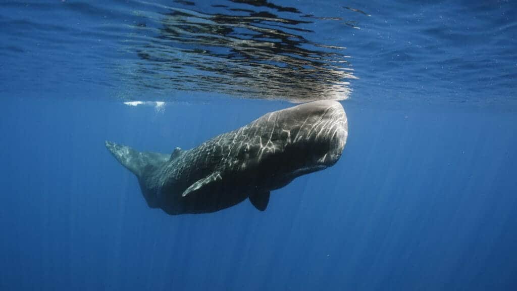 Sperm Whale Feeding Grounds