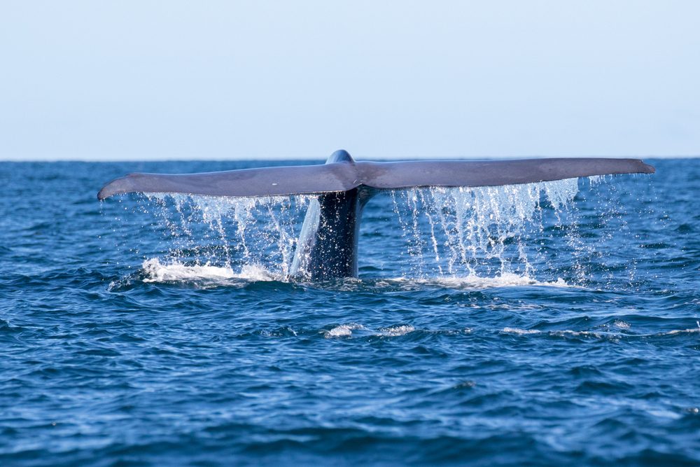 Trincomalee Offshore Waters