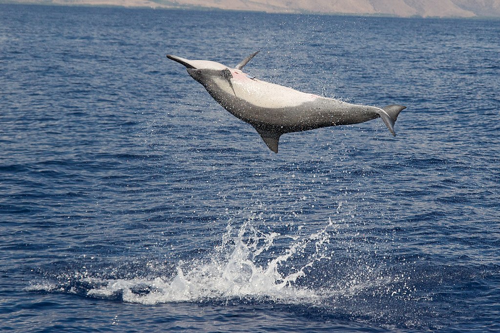 Spinner Dolphin Pod Territory