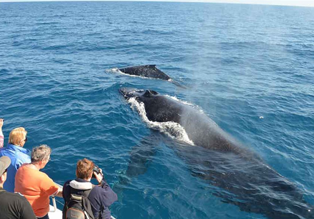 Trincomalee Whale Watching Price