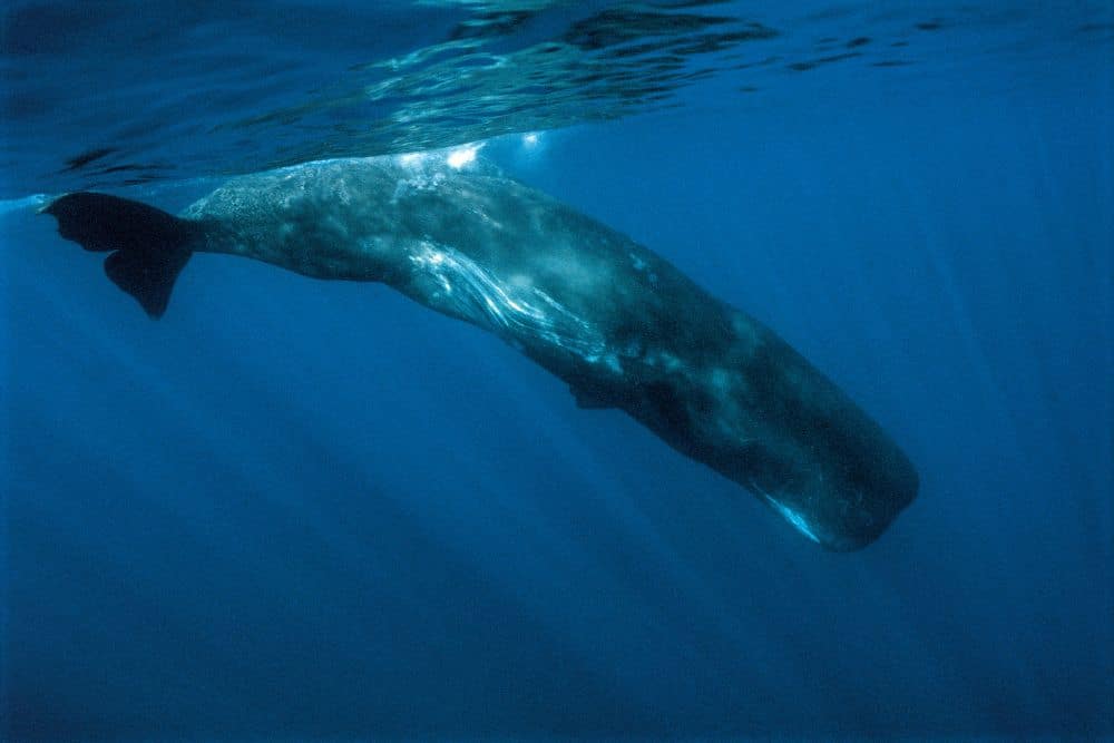 Sperm Whale Deep Trench
