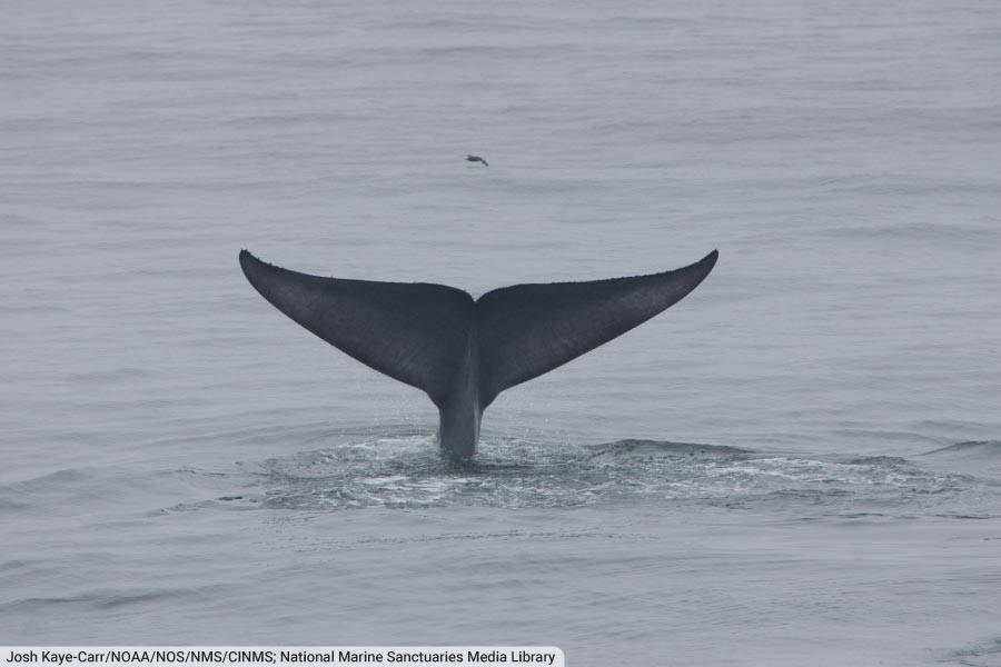 Blue Whale Feeding Grounds