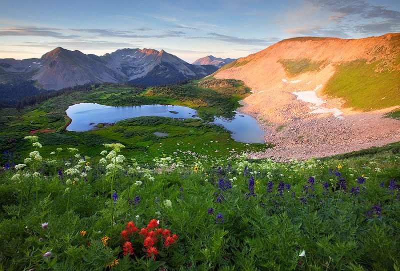Alpine Meadow Flora