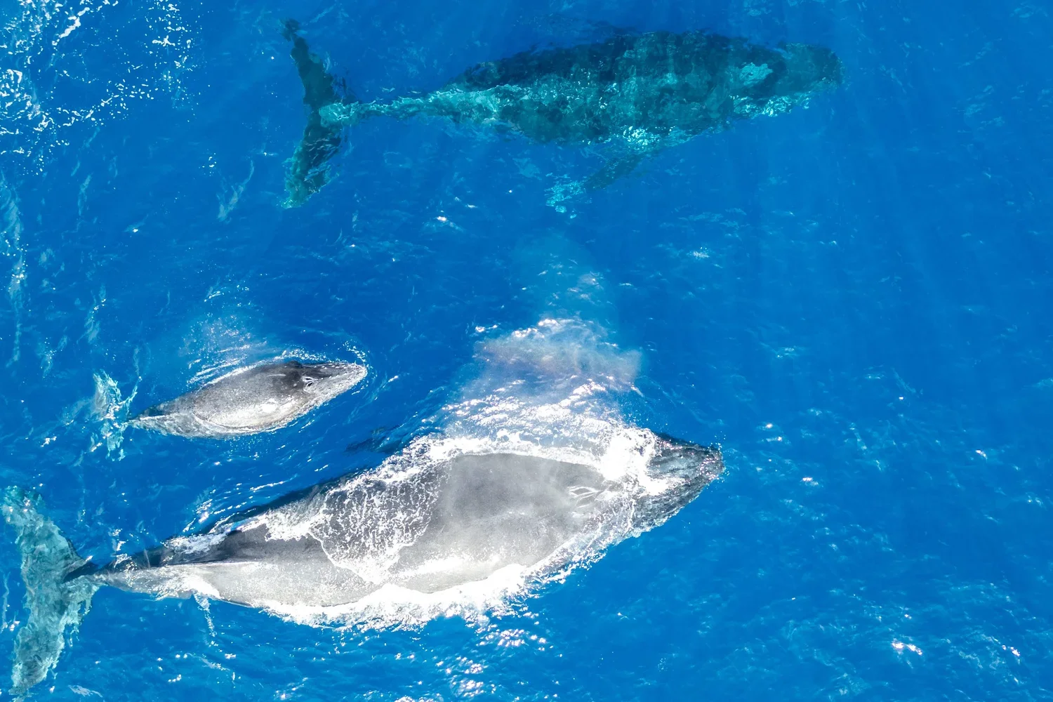 Cetacean Sighting Search