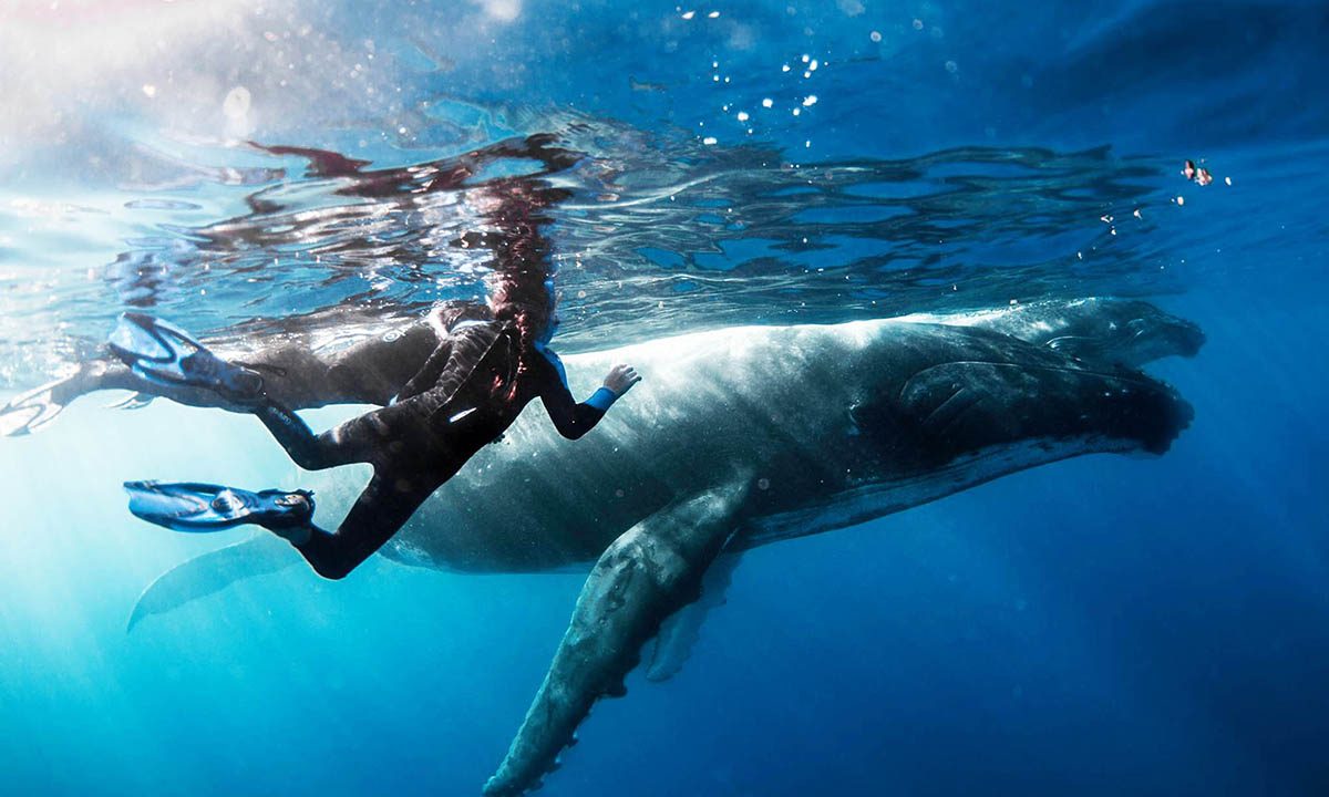 Swimming With Whales Reunion Island