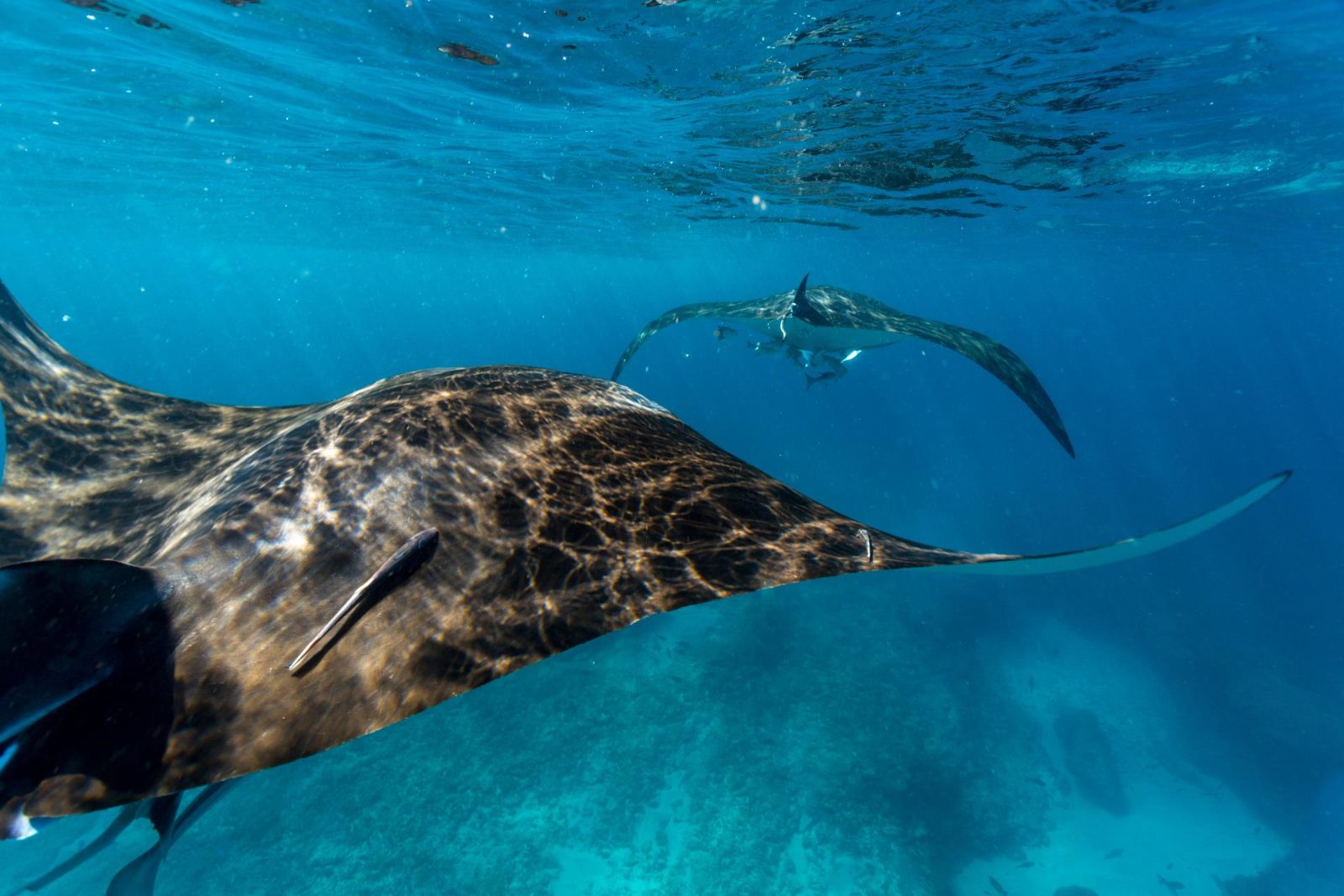 Manta Ray Bay