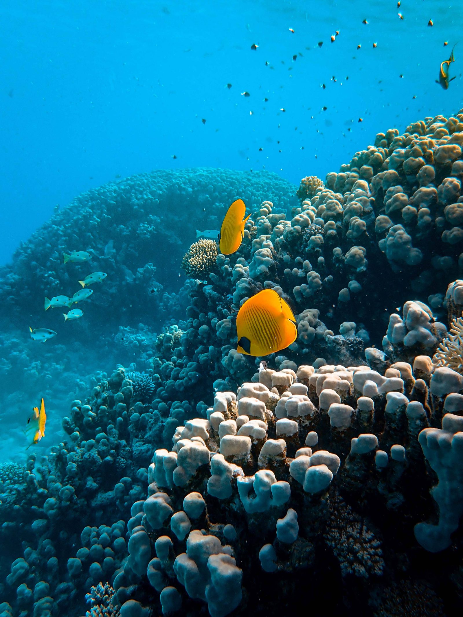 Butterfly Bay